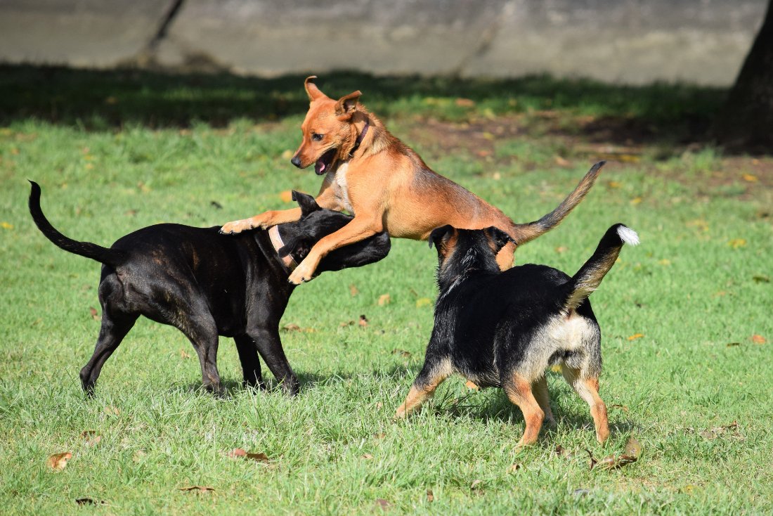 Trois chiens qui s'agitent sur l'herbe, montée en tension