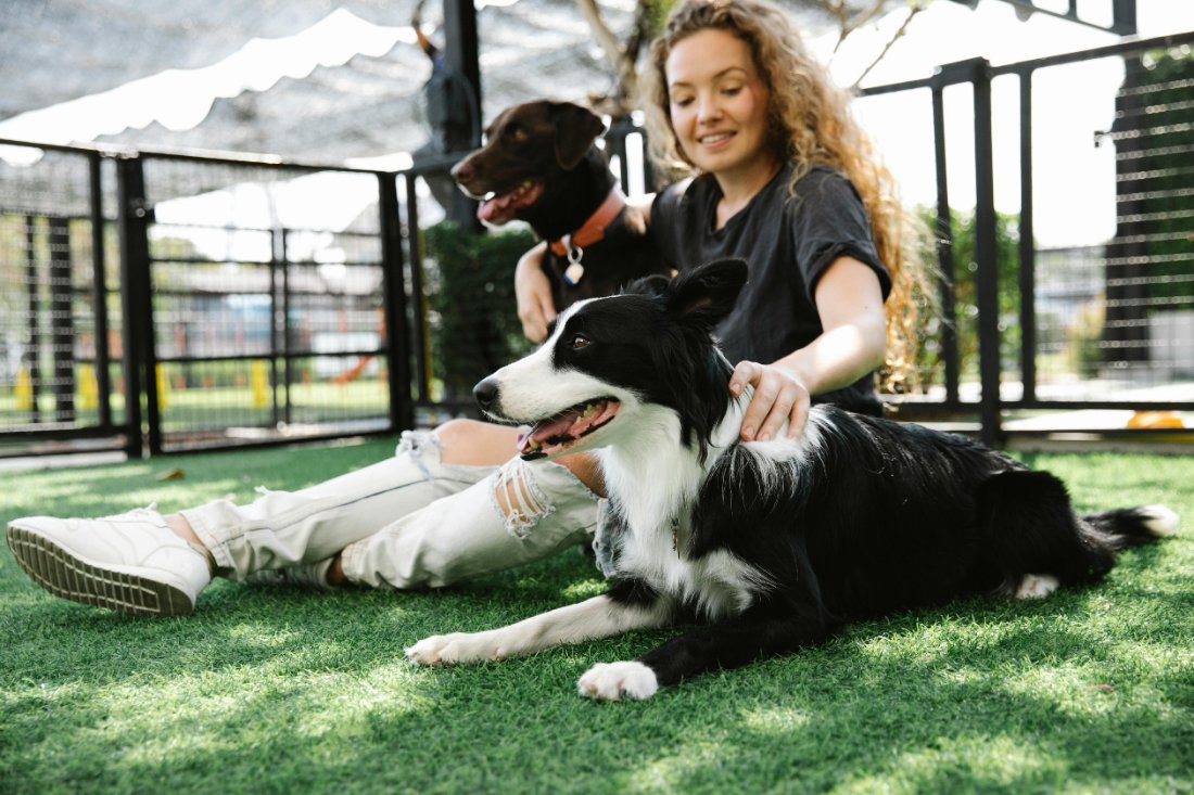 Pet-sitter détendue avec deux chiens dans une aire de jeu sécurisée