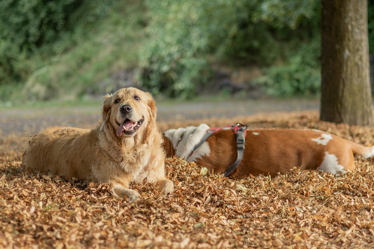 Deux chiens détendus lors d'une balade