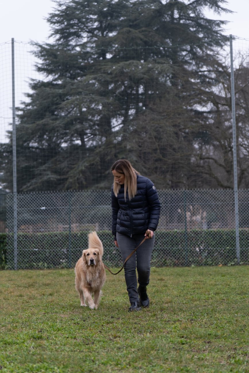 Camila marche au pied avec un golden retriever en séance d'éducation