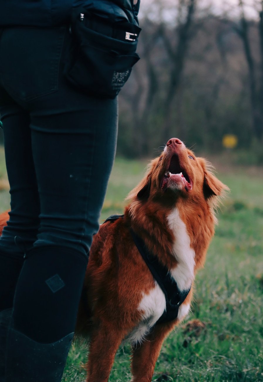 Ma chienne, truffe levée, attentive et complice lors d'une balade