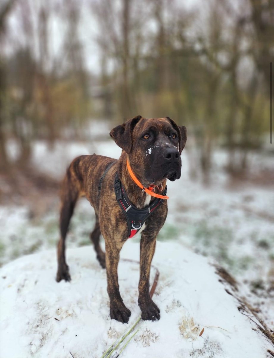 Chien puissant en balade, travail de la réactivité
