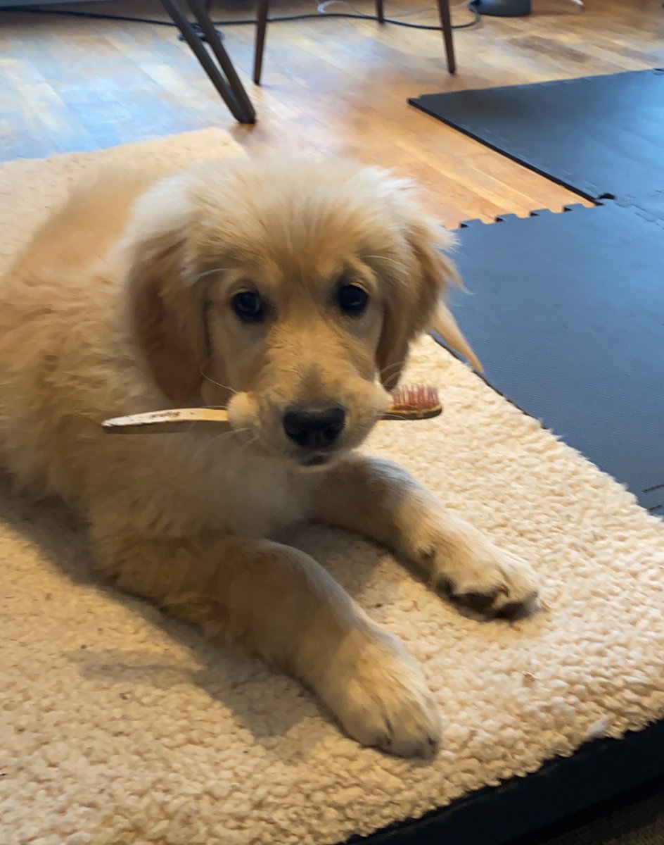 Chiot berger allemand attentif à sa maîtresse lors d'une balade éducative